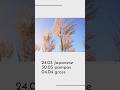 Japanese pampas grass〜Where The Wind Goes〜#autumn #windy #shortfilm