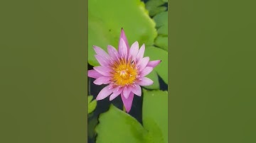 Chúc cả nhà buổi tối vui vẻ #xuhuongyoutube