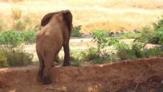 Dj Thermos - Circle Of The Jungle X Vj Projectile Objects