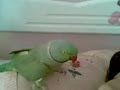 Ye Boos Bedeh Gorboonet Berram Mp4 Ye Boos Bedeh Gorboonet Berram Mp4