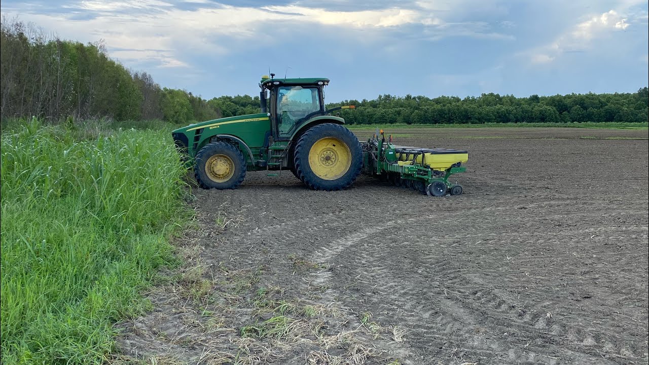 Planting corn in July YouTube