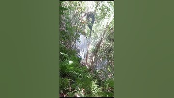 khai thác tổ ong khoái trúng mật.