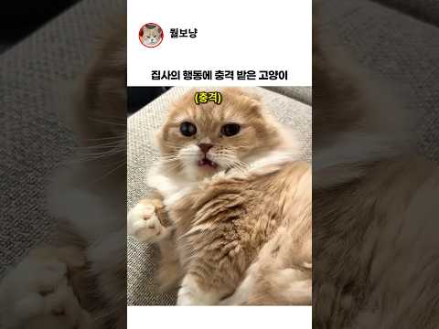 고양이가 충격받은 이유 thumbnail