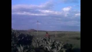 Татарник обыкновенный Татарник обыкновенный