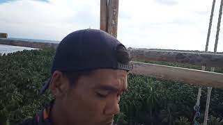 the amazing pulau sabaru