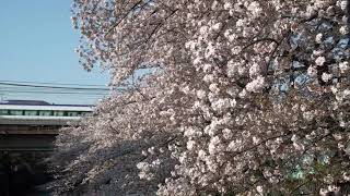 2020年４月４日（土）今日の特急「あずさ３７号」37M E353系（S116編成） 松本行【桜】