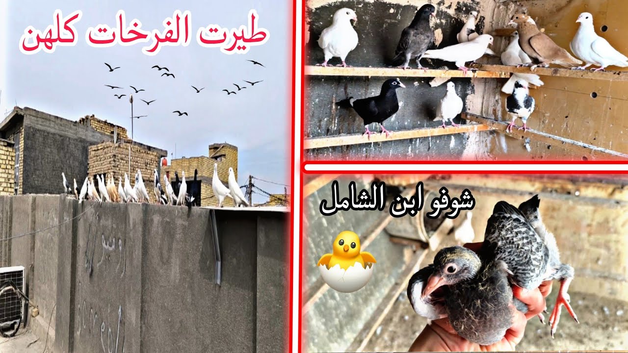 طيرت الفرخات كلهن🕊️طيرت الشاملي الصغير🔥طيرت الصيد الجديد✅