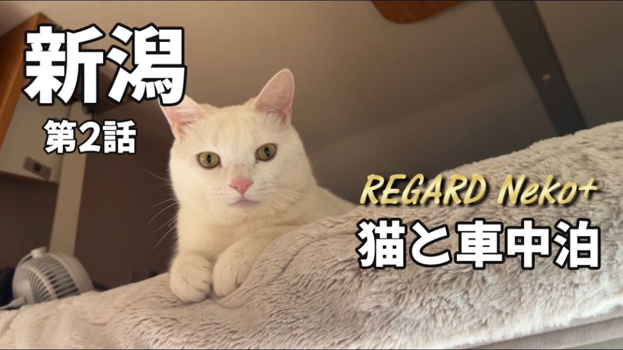 【猫と車中泊】2025GW 新潟周遊の旅 第2話　出会いと出ない鮨と幻のポン酒