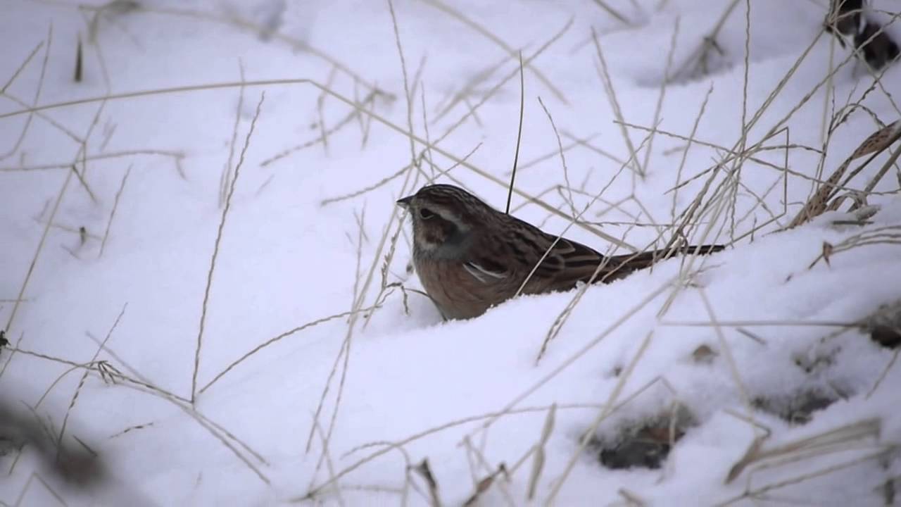 Seoul, Korea "Meadow Bunting" -멧새 
