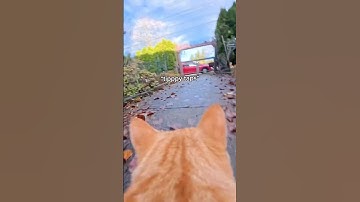 Black Friday sales is still on for insta360! BEANTOFU for up to 15% off :) #insta360#insta360catcam