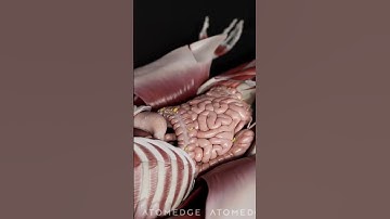 Abdominal Wall Anatomy in 3D | External Oblique ➜ Transversus Abdominis