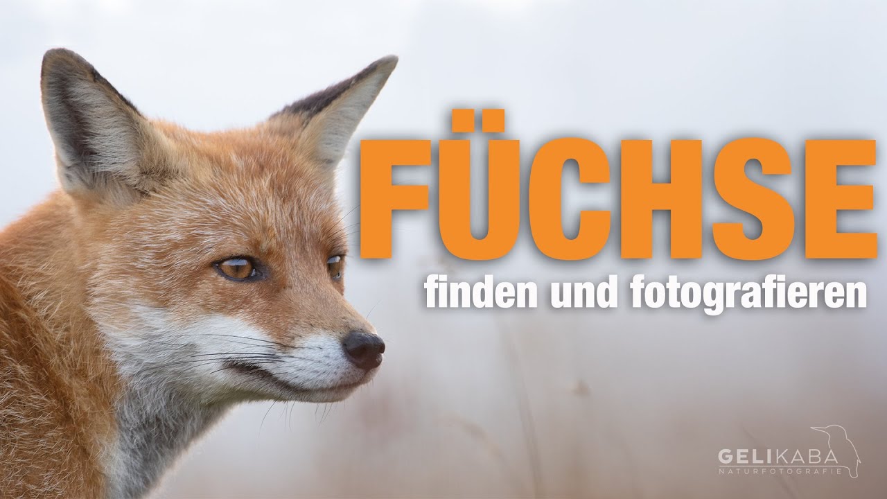 Wie findet man Füchse und wie fotografiert man sie? Ich erkläre euch meine Vorgehensweise