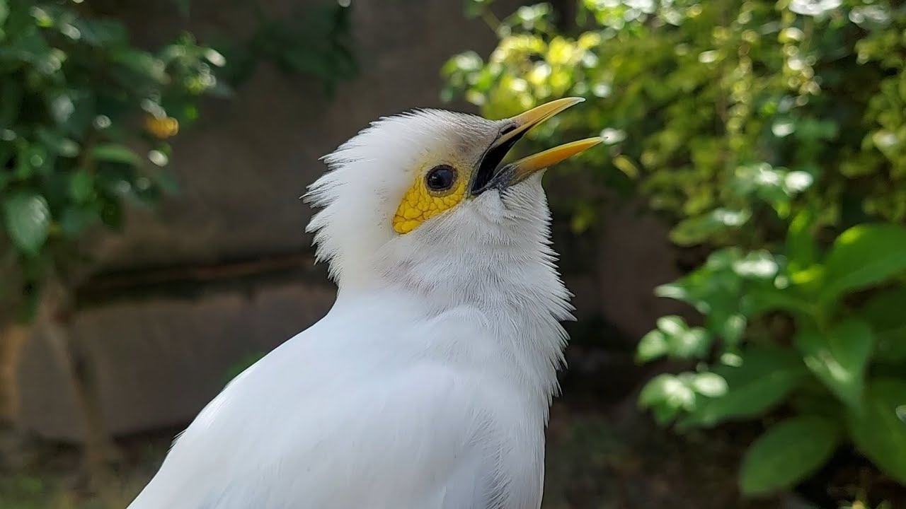 Pancingan dan MAsteran Jalak Putih Gacor Full Isian - Masteran jalak Nusa