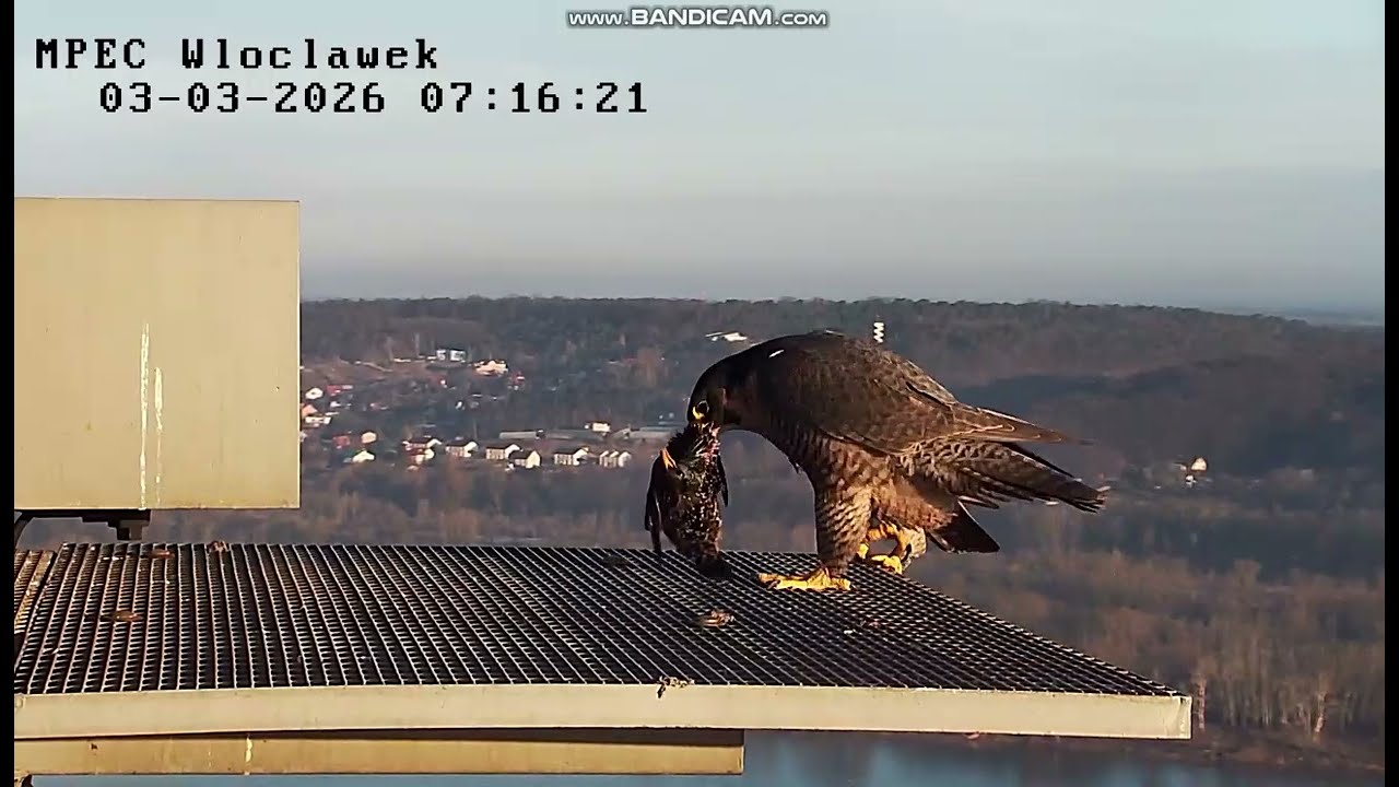 MPEC Włocławek PL - Zazamka on landing, no egg, Szkwał with breakfast still alive - 2026 03 03 07 15