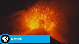 Living Volcanoes Preview Nature Pbs