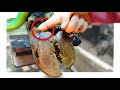 PEELING BLACK, DEAD HOOF HORN AWAY FROM COW'S FOOT