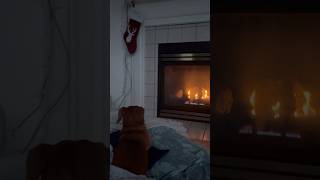 Dachshund enjoys the fireplace 🔥 #shorts