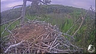 J E20210514 064420EaglesCallsFromFar