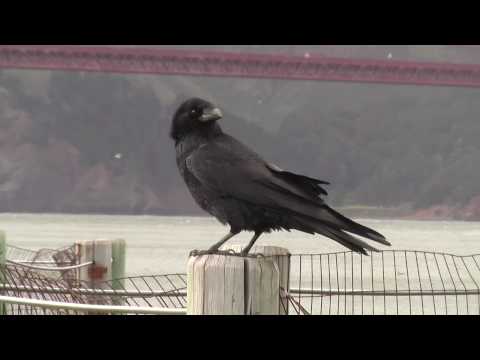 Raven in San Francisco