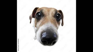 stock photo dog edit