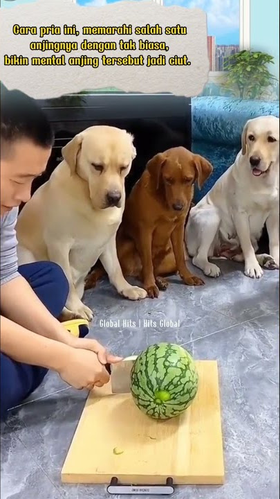 Video Lucu Anjing dimarahi 🤣🤣 #shorts #shortsvideo #funny #lucu #viral #trending #animals
