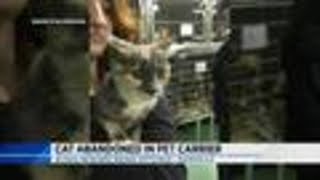 Cat abandoned in pet carrier Wealth