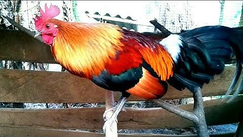 Lau qaib qug zoo nkauj  I rừng rạc như này đã đủ đẹp chưa ? II