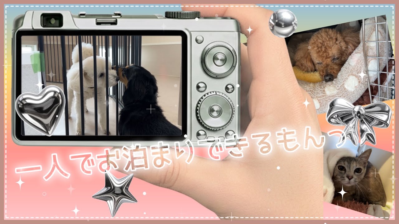 【1月29日〜2月3日】初めましてのニャンコさんがお客様でご来店♪【vol.5】