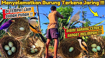 Kalian Semua Pasti Iri Melihat Ini !! Sarang Burung Ini Sangat Melimpah || Mencari Sarang Burung‼️