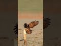🦅    #birdsofprey  #raptor #bbcearth #natgeowild #buzzard