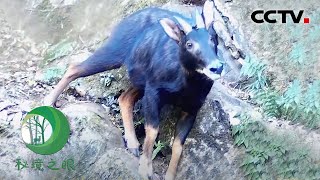 “眼观六路耳听八方”的中华鬣羚突然发出了刺耳的尖叫声，发生了什么？| CCTV「秘境之眼」20220516