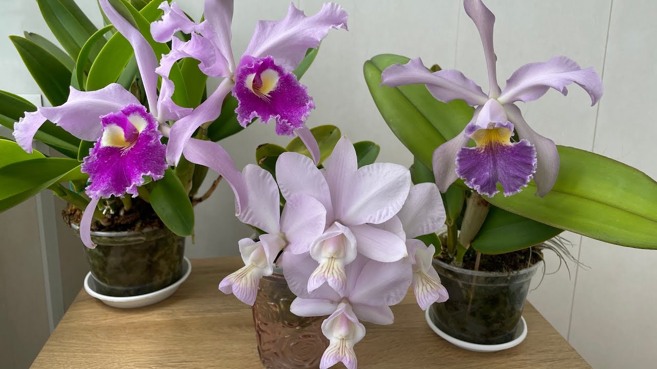 Cattleya nobilior var. amaliae, Cattleya warscewiczii & Cattleya Whitei coerulea.
