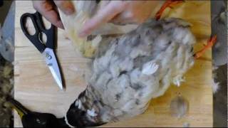 How to Pluck a Duck