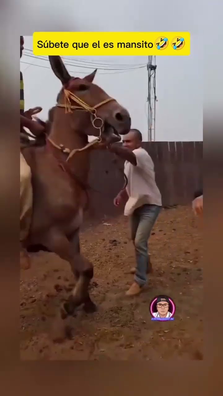 Súbete  que el se mansito ￼