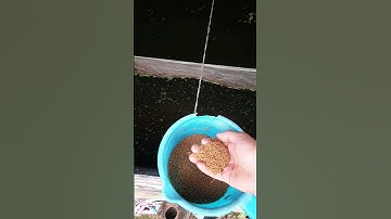 cho ốc nhồi ăn cám công nghiệp đúng cách #ocnhoi #belotbat #ocnhoitrancong #bebat #oc