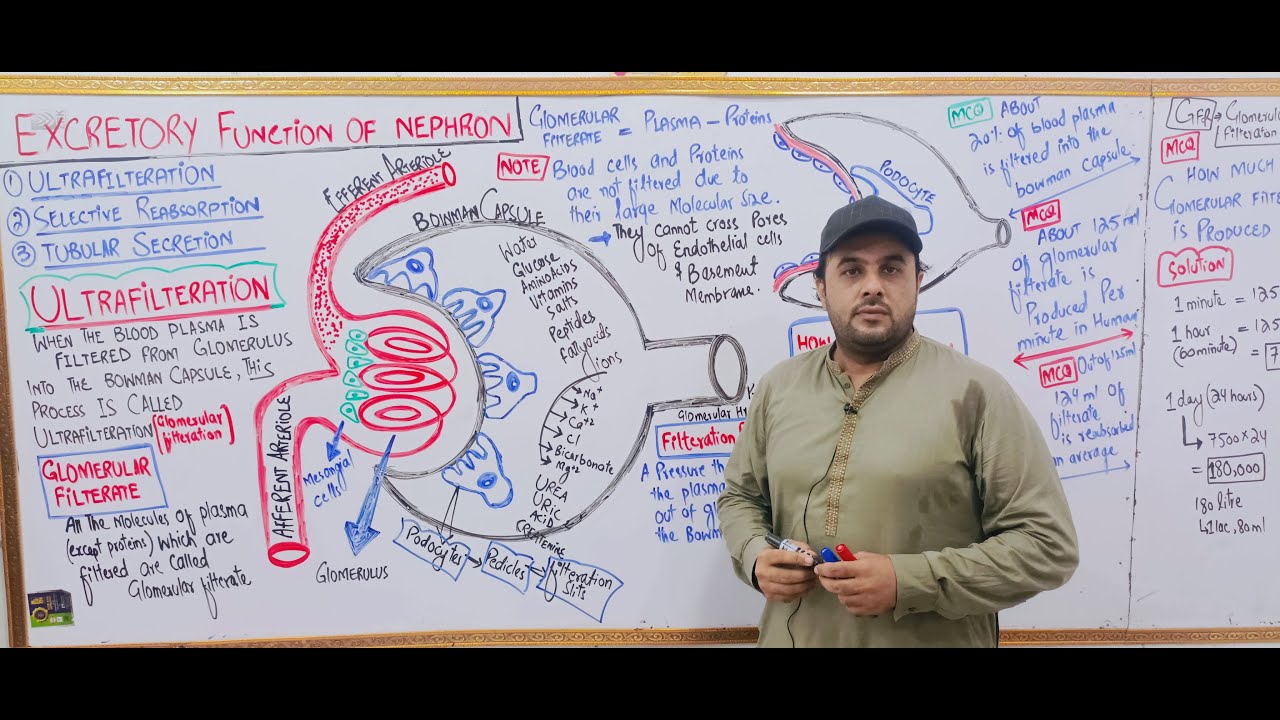 LEC 13 | Excretory Function Of Nephron | Glomerular Filtration | Homeostasis | Prof M Sajjad Khan |