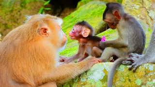 Monkey Rose Does Care For Baby Brady? | Real Primate