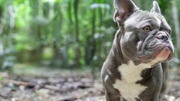 Nature Documentary on the French Bulldog