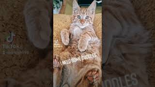 Cute Cat Videos & Adorable TikToks  Nacho & Pablo Archives Episode 3 #youtube #cats #cute