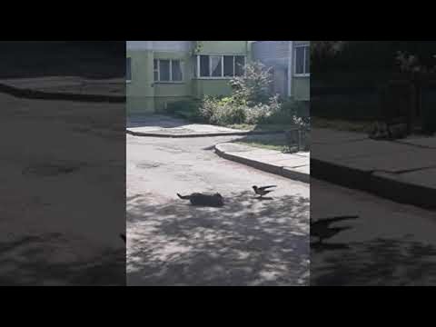 Courageous Crow Tries to Stop Feud Between Two Cats || Viralhog