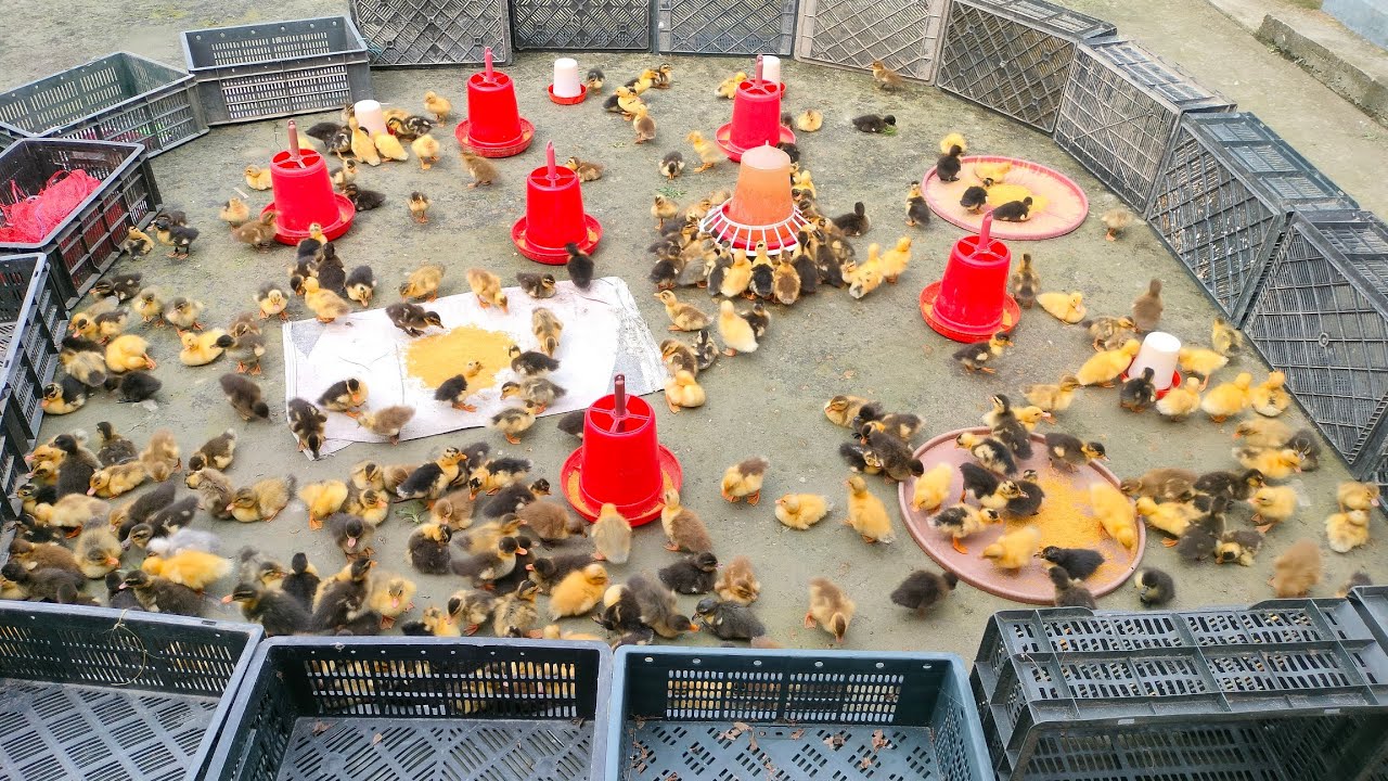 বঙাইগাঁও লোকেল কুকুৰা পোৱালী লাগিলে যোগাযোগ কৰক ll বঙাইগাঁও ll pH,8638703006