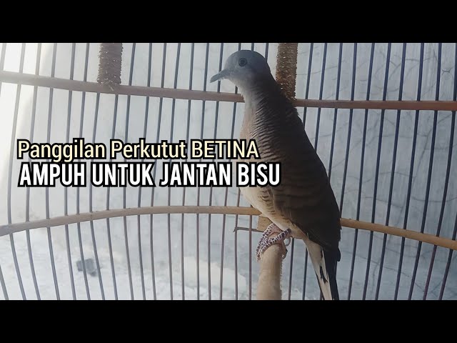 Perkutut Betina memanggil Jantan SUARA BAGUS | perkutut lokal gacor yang Susah BUNYI LANGSUNG NYAUT class=