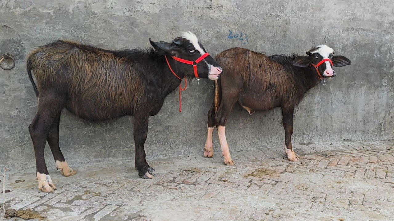 ਨੀੱਲੀ ਰਾਵੀ ਕੱਟੀਆਂ ਵਿਕਾਊ। 90560-58311