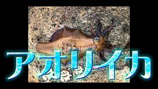 釣り風景です*\(^o^)/*ほのぼのします。　#釣り栄二#アオリイカ