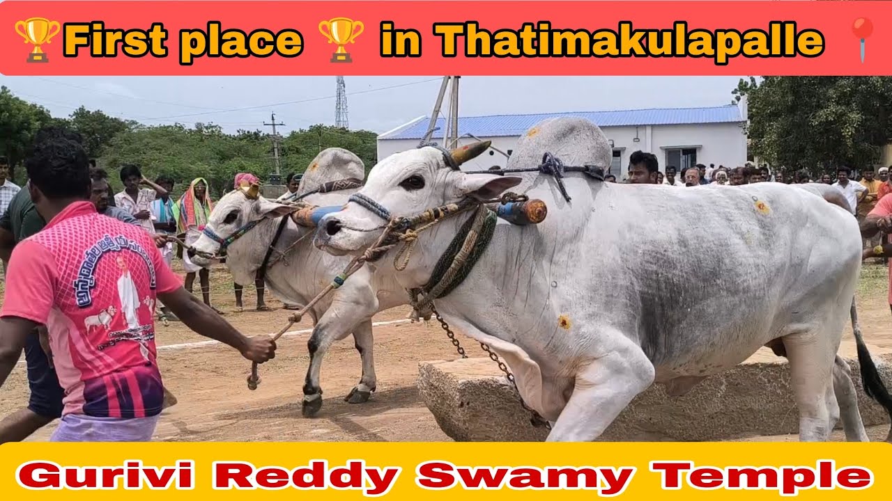First place 🏆 Ongole Bulls Race Thatimakulapalle Village Gurivi Reddy Swamy Temple 