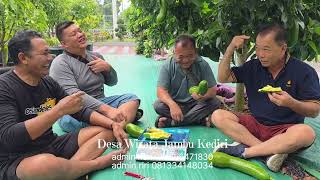 MALAYSIA SABAH AVOCADO