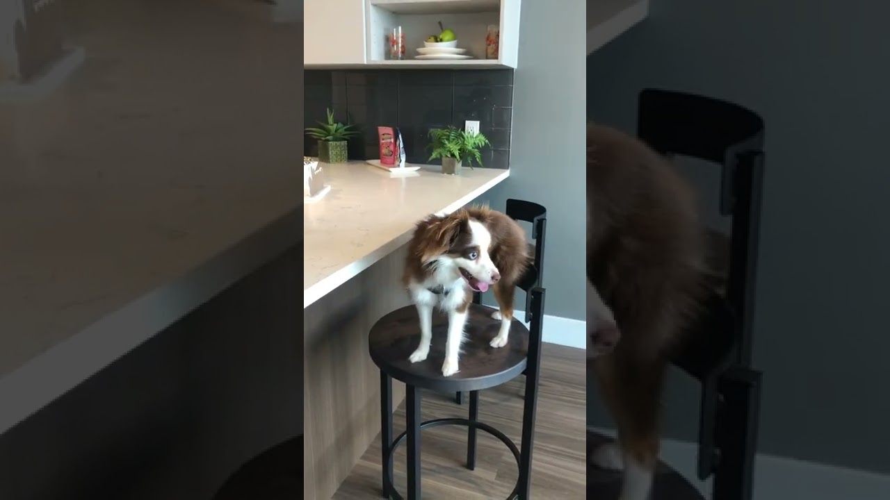 Luxury Living - Pet Approved