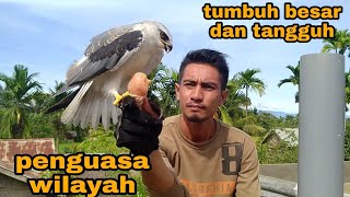 HOW IS IT POSSIBLE_TO KEEP AND BREED BIRDS IN THE WILD WITHOUT AN AVIARY