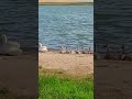 Swans and cygnets sit on shore of lake and look at water / Лебеди и лебедята сидят на берегу озера+