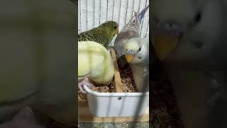 #avesbrazil #budgie #periquitoaustraliano #parakeet #aves